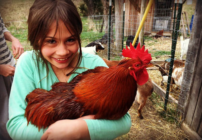 Claire Lea holds a beautiful rooster in the farmyard at Dockley Ranch