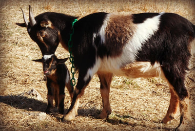 Dockley Ranch has a herd of Nigerian Dwarf goats visitors can enjoy